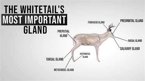tail gland in goat
